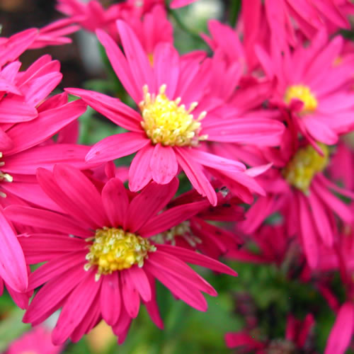 Aster nova-belgii Winston Churchill